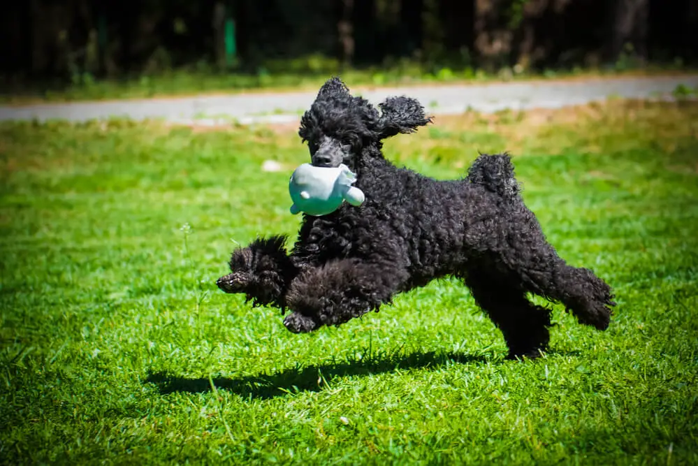 Black funny poodle dog playing with toy