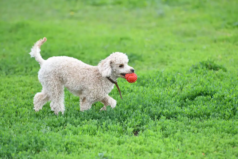 Poodle playing with ball
