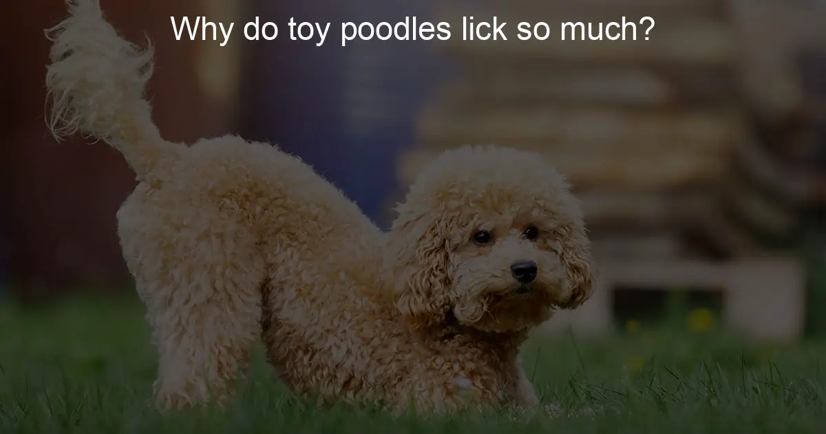 Why do toy poodles lick so much? - Li'l Toy Friend